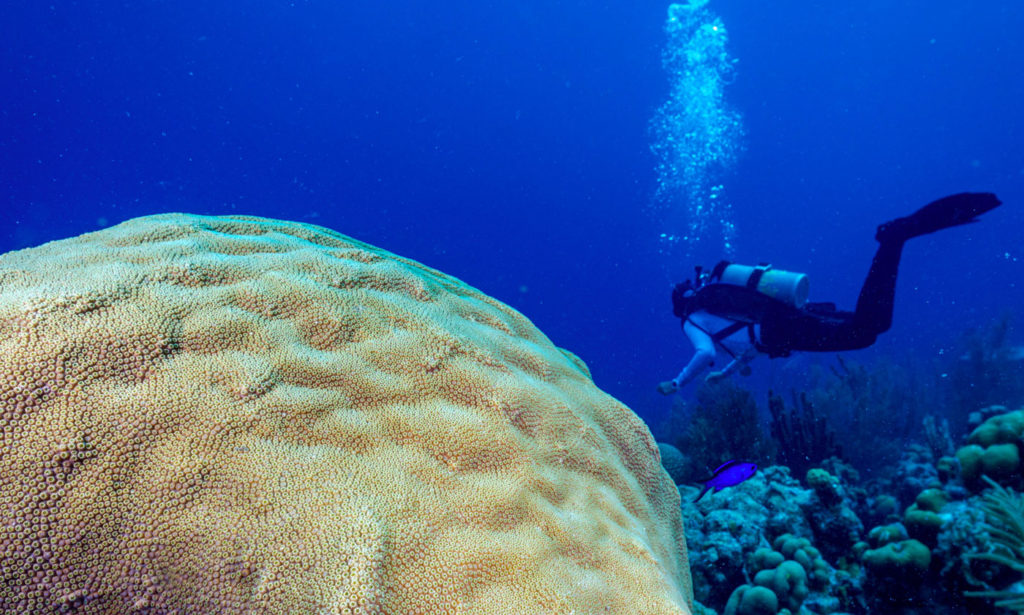 PADI Reef Renewal Diver Distinctive Specialty Reef Renewal Cayman Islands